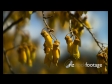 Kowhai Flowers 1 517